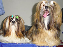 https://www.lhasaapso-ivepet.sk/preview/vyst_07.jpg