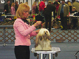 https://www.lhasaapso-ivepet.sk/preview/img_104.jpg