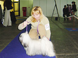 https://www.lhasaapso-ivepet.sk/preview/img_107.jpg