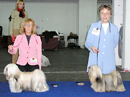 https://www.lhasaapso-ivepet.sk/preview/img_108.jpg
