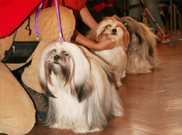 https://www.lhasaapso-ivepet.sk/preview/img_109.jpg