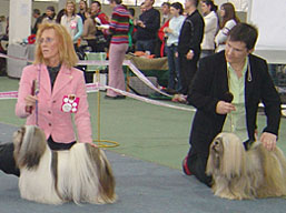 https://www.lhasaapso-ivepet.sk/preview/img_112.jpg