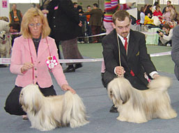 https://www.lhasaapso-ivepet.sk/preview/img_114.jpg