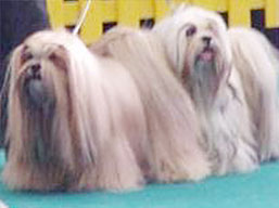 https://www.lhasaapso-ivepet.sk/preview/img_115.jpg