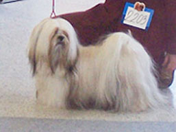 https://www.lhasaapso-ivepet.sk/preview/img_119.jpg