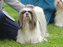https://www.lhasaapso-ivepet.sk/preview/img_127.jpg