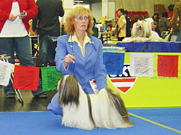 https://www.lhasaapso-ivepet.sk/preview/img_128.jpg
