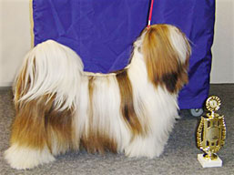 https://www.lhasaapso-ivepet.sk/preview/vyst_13.jpg