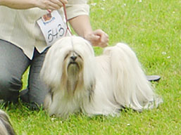 https://www.lhasaapso-ivepet.sk/preview/img_130.jpg