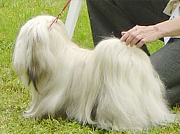 https://www.lhasaapso-ivepet.sk/preview/img_135.jpg