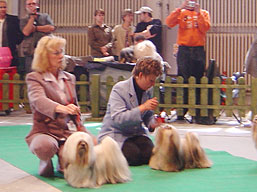 https://www.lhasaapso-ivepet.sk/preview/img_138.jpg