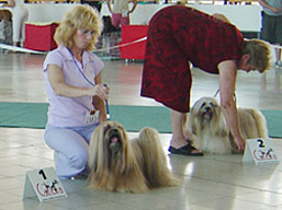https://www.lhasaapso-ivepet.sk/preview/img_140.jpg