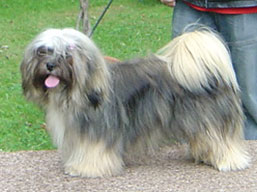 https://www.lhasaapso-ivepet.sk/preview/img_142.jpg