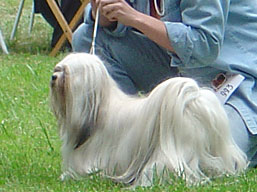 https://www.lhasaapso-ivepet.sk/preview/img_143.jpg