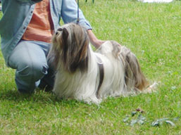 https://www.lhasaapso-ivepet.sk/preview/img_144.jpg