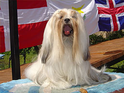 https://www.lhasaapso-ivepet.sk/preview/img_148.jpg