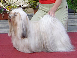 https://www.lhasaapso-ivepet.sk/preview/img_150.jpg