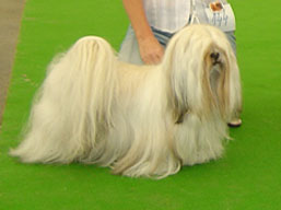 https://www.lhasaapso-ivepet.sk/preview/img_153.jpg