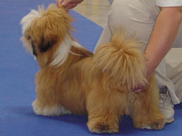 https://www.lhasaapso-ivepet.sk/preview/img_154.jpg