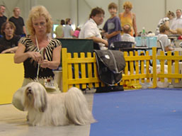 https://www.lhasaapso-ivepet.sk/preview/img_155.jpg