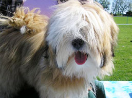https://www.lhasaapso-ivepet.sk/preview/img_158.jpg