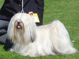 https://www.lhasaapso-ivepet.sk/preview/img_159.jpg