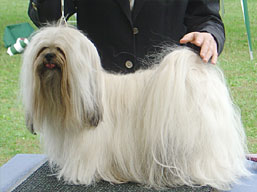 https://www.lhasaapso-ivepet.sk/preview/img_160.jpg