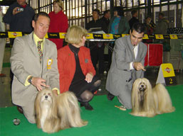 https://www.lhasaapso-ivepet.sk/preview/img_166.jpg