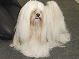 https://www.lhasaapso-ivepet.sk/preview/img_168.jpg