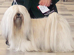 https://www.lhasaapso-ivepet.sk/preview/img_172.jpg