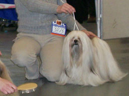 https://www.lhasaapso-ivepet.sk/preview/img_173.jpg