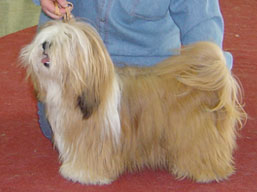 https://www.lhasaapso-ivepet.sk/preview/img_174.jpg