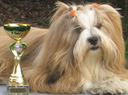 https://www.lhasaapso-ivepet.sk/preview/img_176.jpg