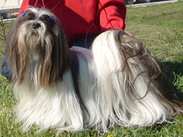 https://www.lhasaapso-ivepet.sk/preview/img_177.jpg