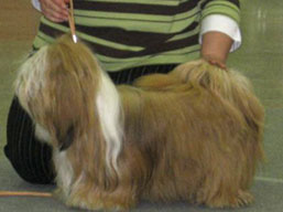 https://www.lhasaapso-ivepet.sk/preview/img_178.jpg