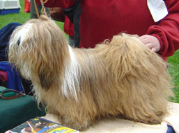 https://www.lhasaapso-ivepet.sk/preview/img_179.jpg