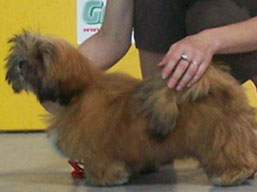https://www.lhasaapso-ivepet.sk/preview/img_181.jpg