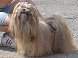 https://www.lhasaapso-ivepet.sk/preview/img_184.jpg