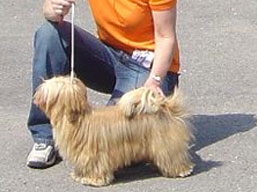 https://www.lhasaapso-ivepet.sk/preview/img_185.jpg