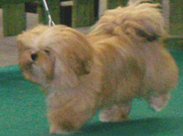 https://www.lhasaapso-ivepet.sk/preview/img_187.jpg