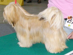 https://www.lhasaapso-ivepet.sk/preview/img_189.jpg