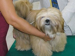 https://www.lhasaapso-ivepet.sk/preview/img_190.jpg