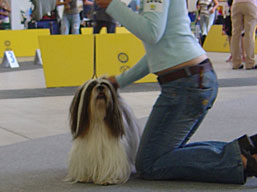 https://www.lhasaapso-ivepet.sk/preview/img_191.jpg