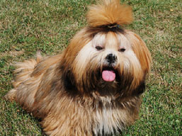 https://www.lhasaapso-ivepet.sk/preview/img_194.jpg