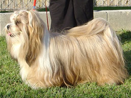 https://www.lhasaapso-ivepet.sk/preview/img_196.jpg