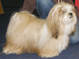 https://www.lhasaapso-ivepet.sk/preview/img_198.jpg