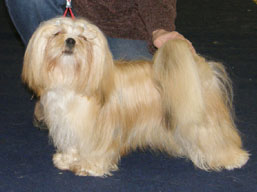 https://www.lhasaapso-ivepet.sk/preview/img_199.jpg