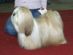 https://www.lhasaapso-ivepet.sk/preview/img_201.jpg