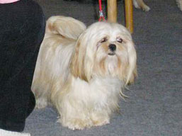 https://www.lhasaapso-ivepet.sk/preview/img_203.jpg