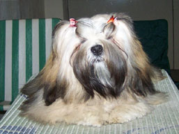 https://www.lhasaapso-ivepet.sk/preview/img_204.jpg
